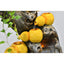 Gourd Style Circulating Water Fountain Waterfall